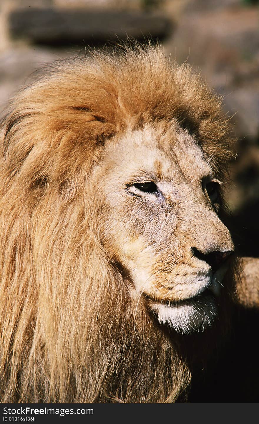 The profile of a male lion. The profile of a male lion.