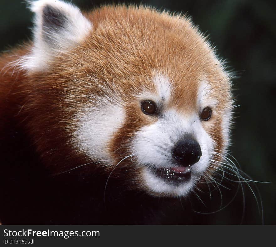 A Red Panda face