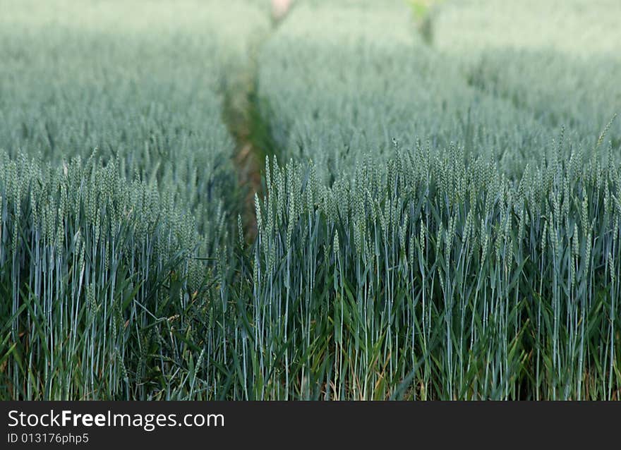 Field with rows of green grains. Field with rows of green grains