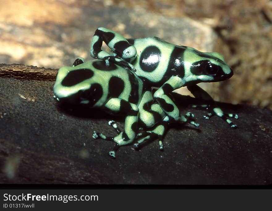 Green And Black Poison Dart Frog Pair