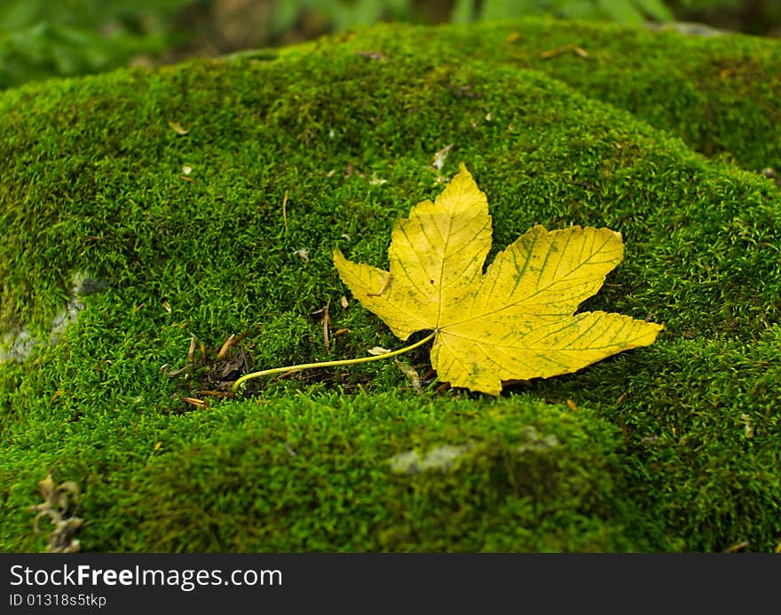 Yellow leaf on musk