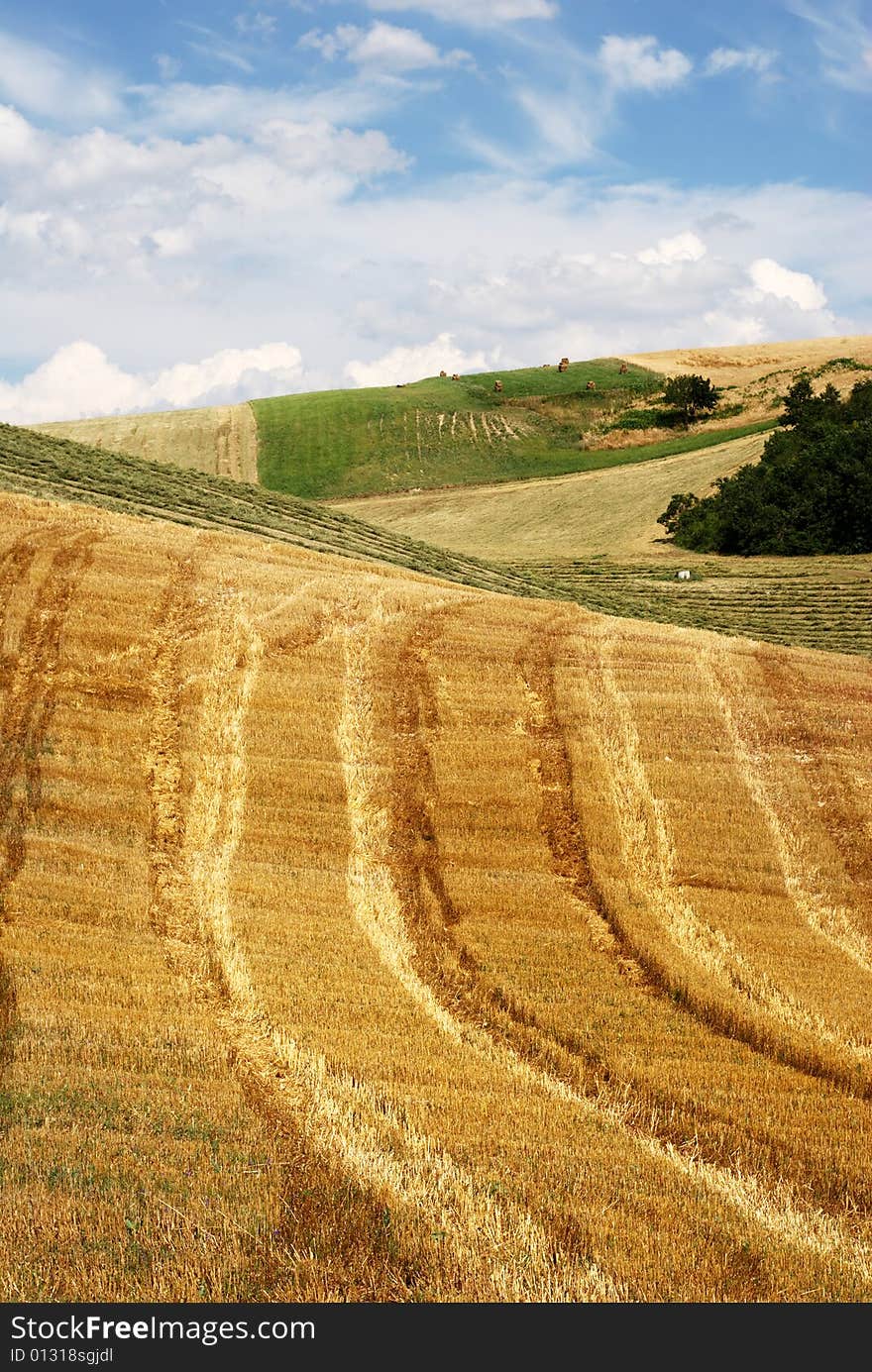 Lines In A Field Of Straw