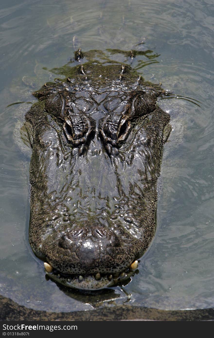 Alligator Head