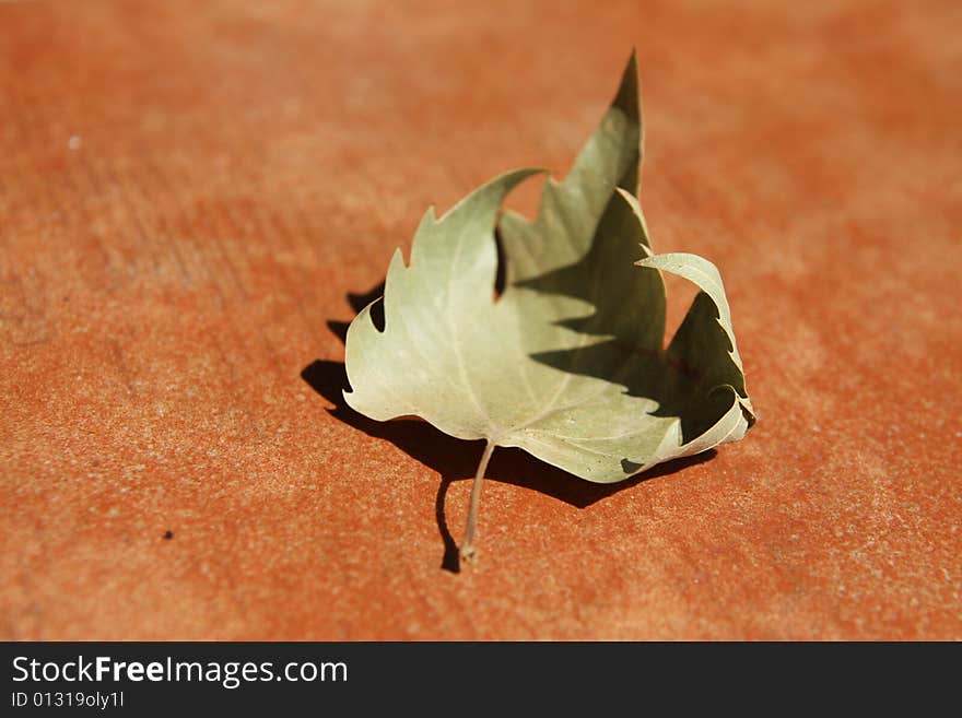 Leaf On The Tiles.