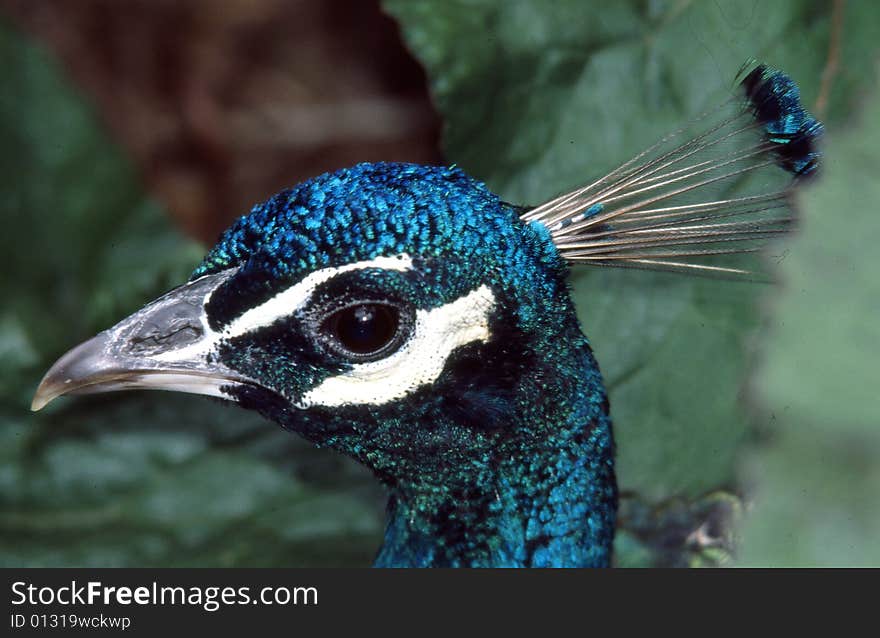 The close up profile of a male peacock. The close up profile of a male peacock