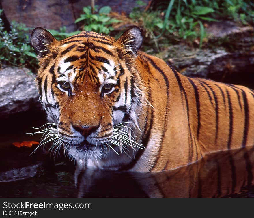 Tiger in water