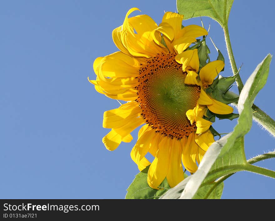 Sunflower on the background of blue sky