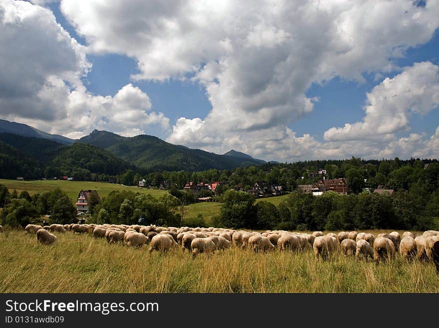 Flock of sheeps in the polish mountains