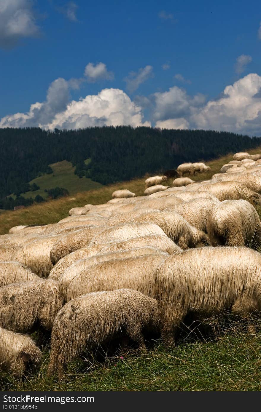 Flock of sheeps in the polish mountains