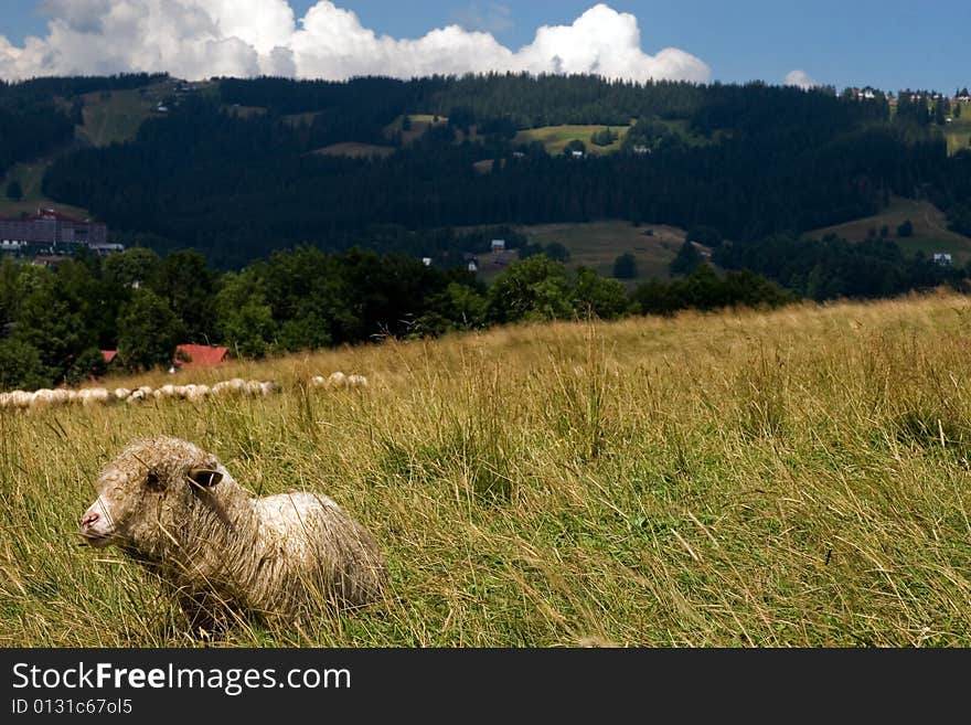 Alone sheep in the polish mountains