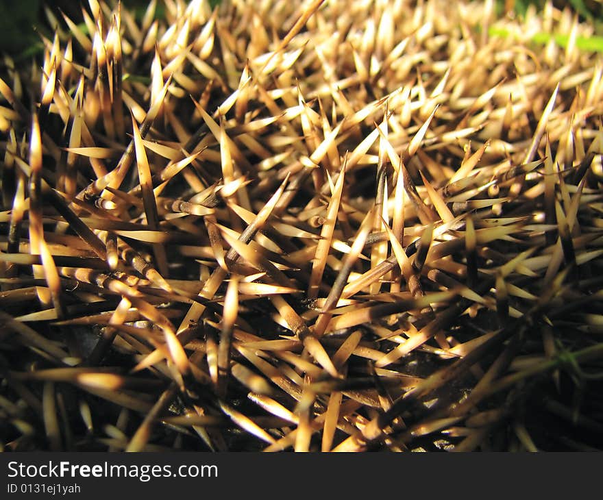 Needles of a hedgehog