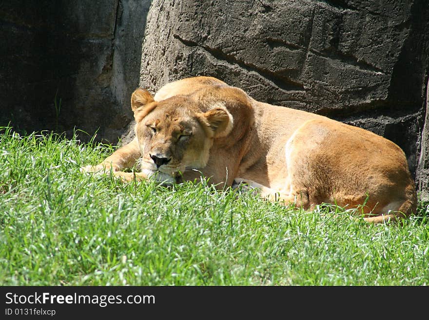 Lion lazing around in the summer sun. Lion lazing around in the summer sun