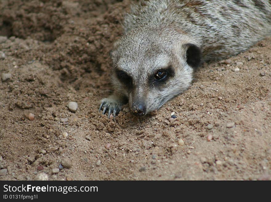 Meerkat Cooling