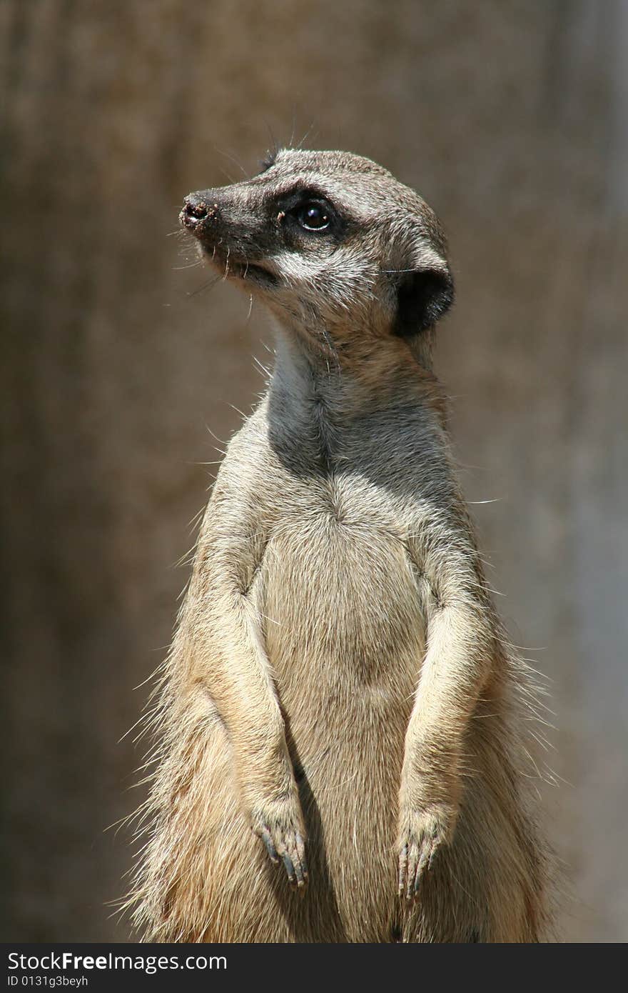 Meerkat posing for the camera