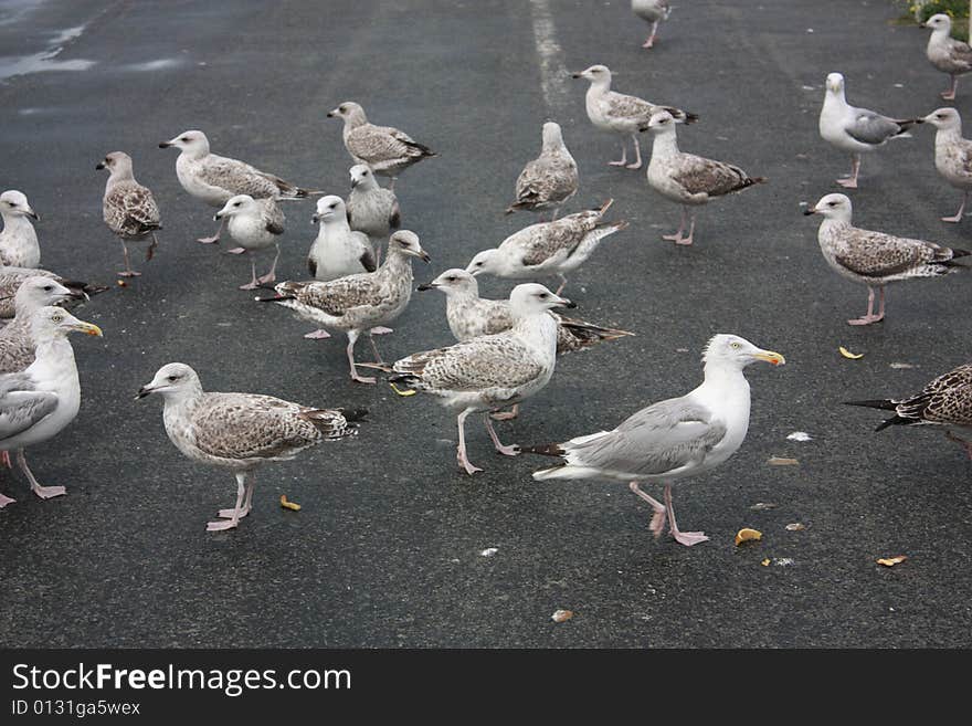 Feeding seagulls on the sea