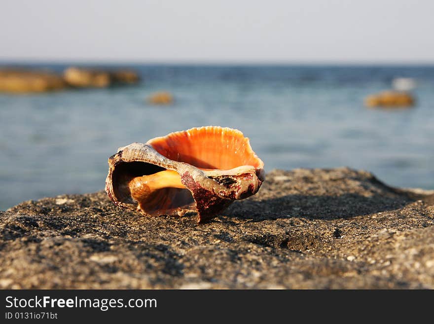 Orange shell on a stone beach. Black Sea. Orange shell on a stone beach. Black Sea.