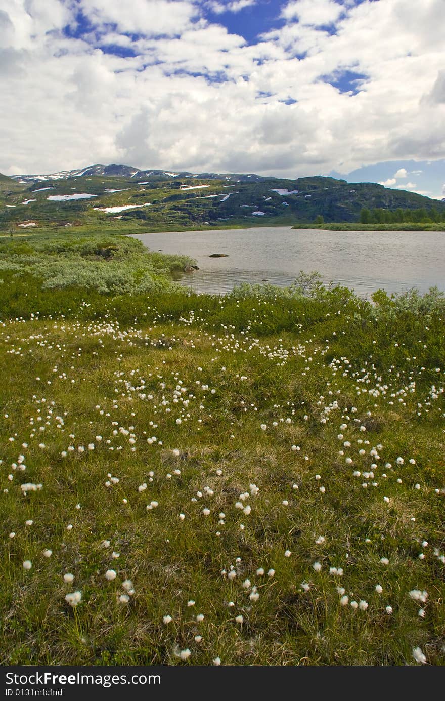 Mountain Meadow