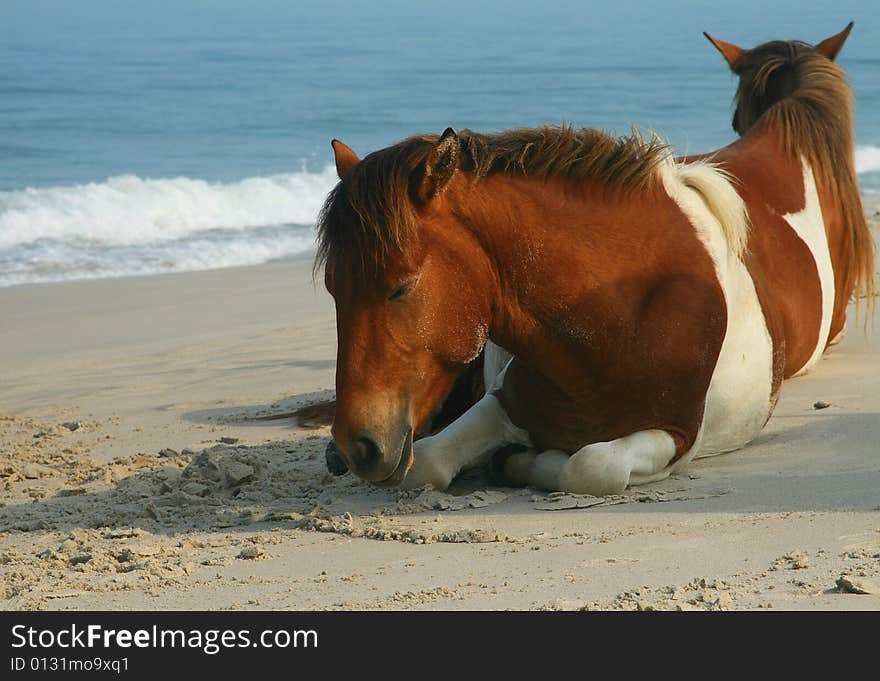 Horses On Beach