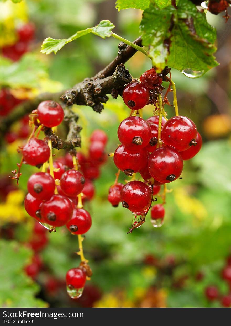 Red currant balls in detail