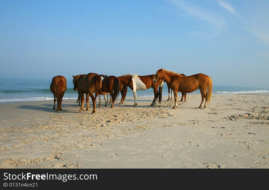 Horses On Beach