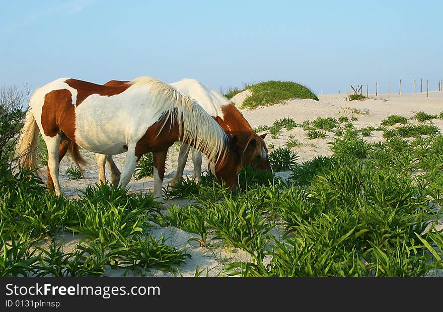 Horses On Beach