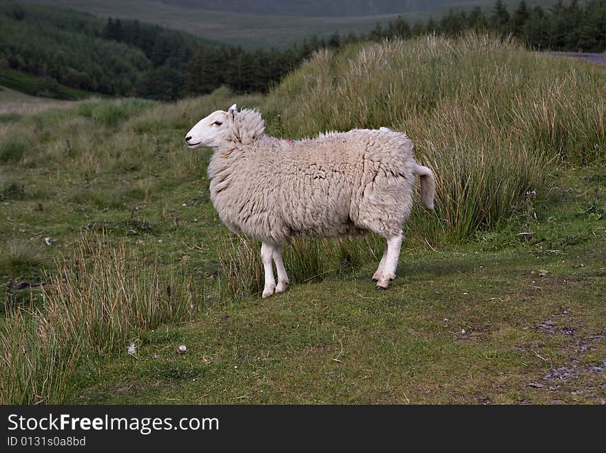 Sheep on a hill