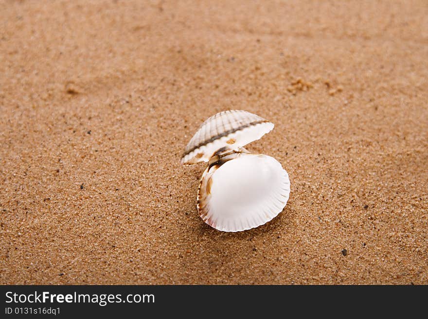 Opened sea shell on beach sand, shallow DOF