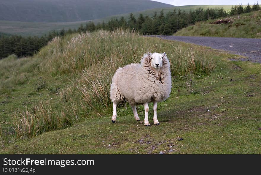 Funny sheep with a hair collar blown with a wind that looks like a queen. Funny sheep with a hair collar blown with a wind that looks like a queen