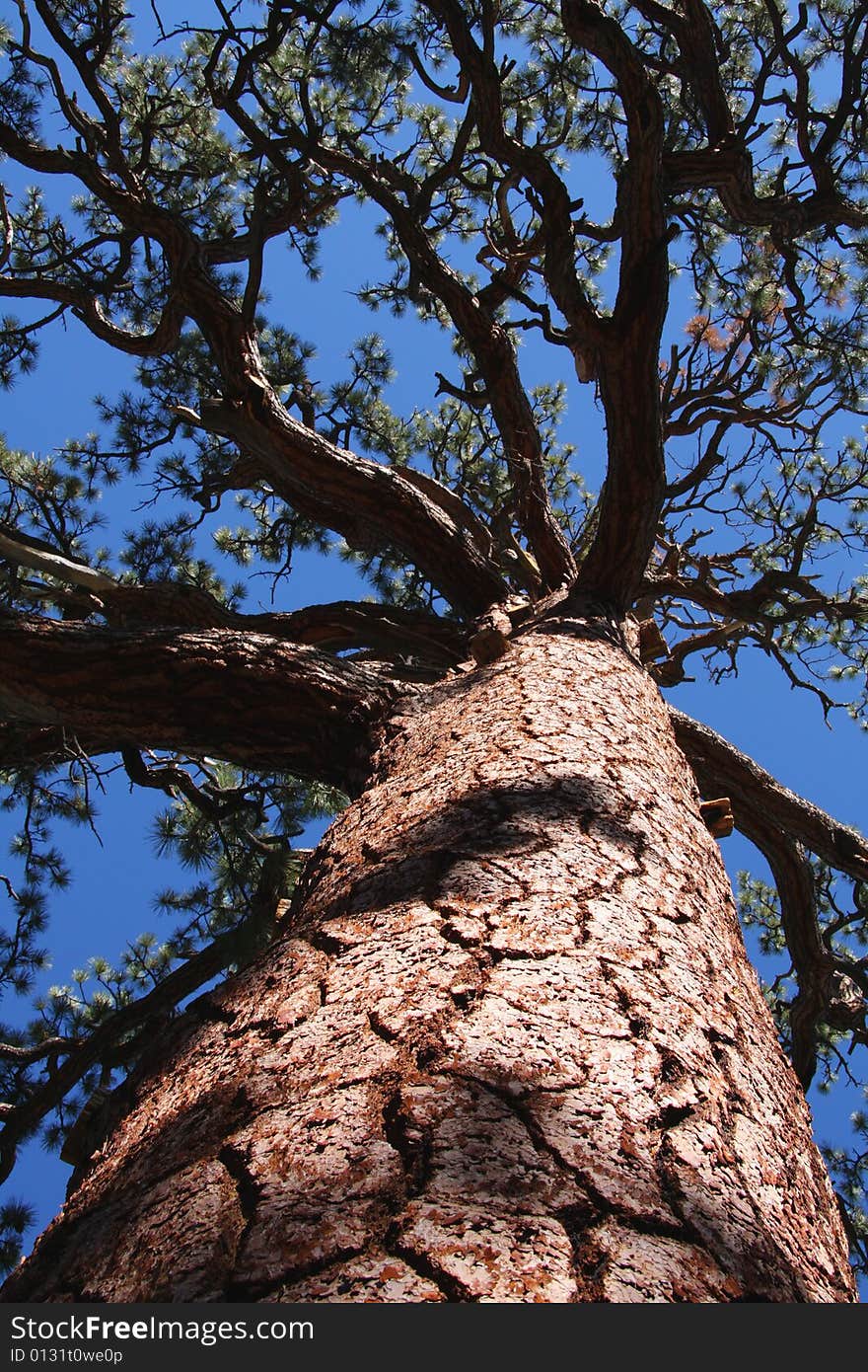 Looking up at the branches of a large Jeffrey Pine tree in the Eastern High Sierras of California.