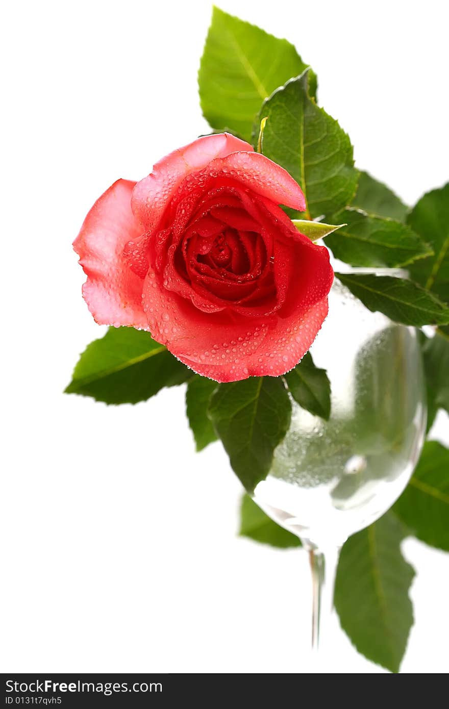 Red rose on empty wine glass, isolated over white, shallow DOF