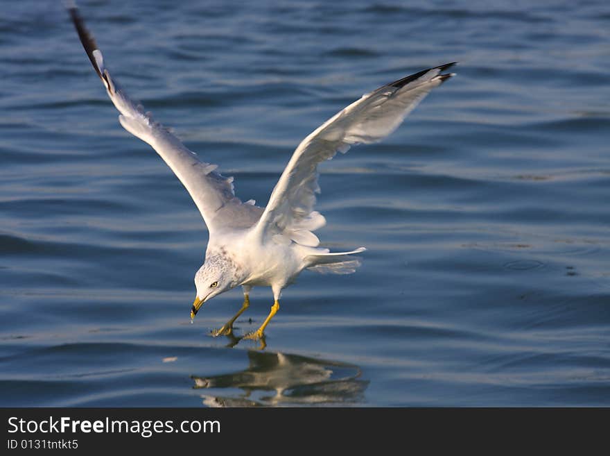 Ring-billed Seagull coming in for a landing on the water as it hunts for food