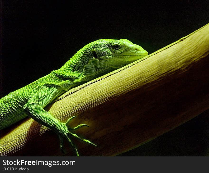 Lizard green, resting on a branch and a dark background