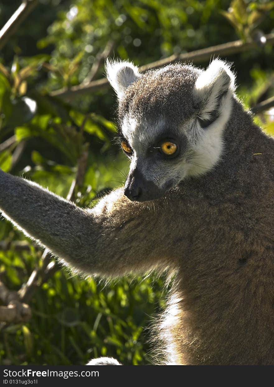 Lemur agarrado a una rama
Lemur grasped a branch