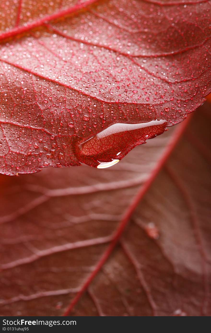 Waterdrop On A Edge Of Red Leaf