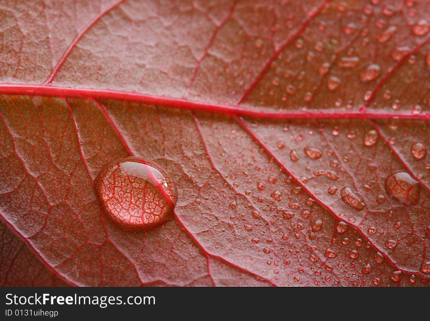 Waterdrop On A Red Leaf