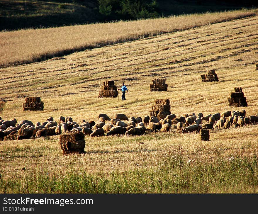 A herd of sheeps and the swain. A herd of sheeps and the swain.