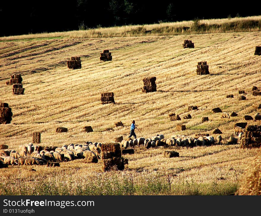 A herd of sheeps and the swain. A herd of sheeps and the swain.