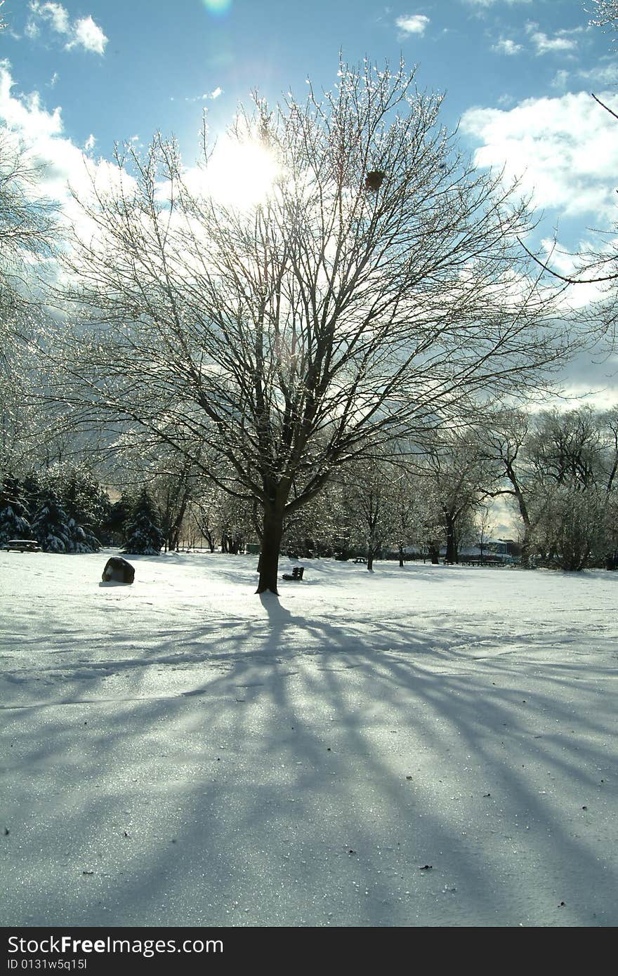 Sun shining from behind a leafless tree in a snowy park. Sun shining from behind a leafless tree in a snowy park.