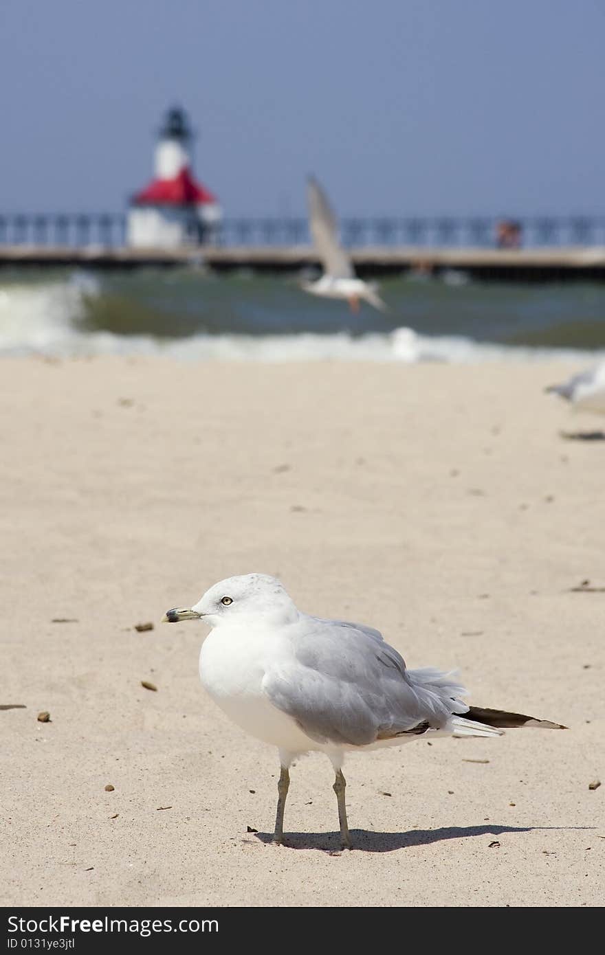 Seagull with lighthouse in background