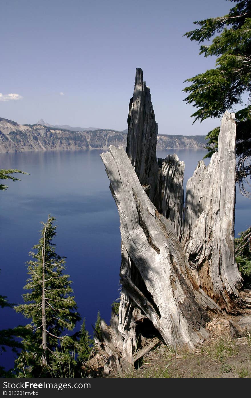 This photo shows the trunk of a dead tree on the rim of Crater Lake. This photo shows the trunk of a dead tree on the rim of Crater Lake.