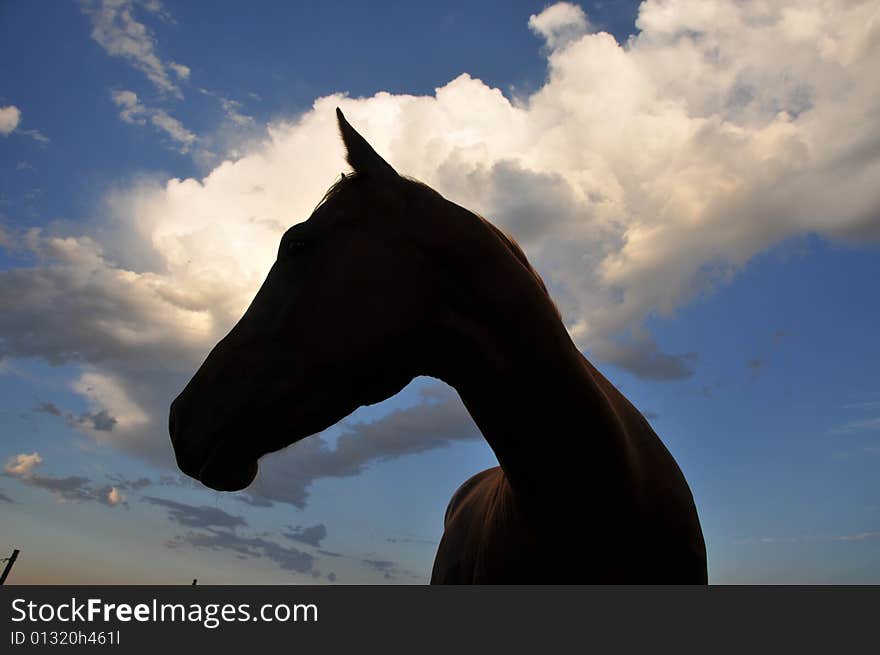 Stallion's profile against summer clouds on a hot Colorado afternoon. Stallion's profile against summer clouds on a hot Colorado afternoon