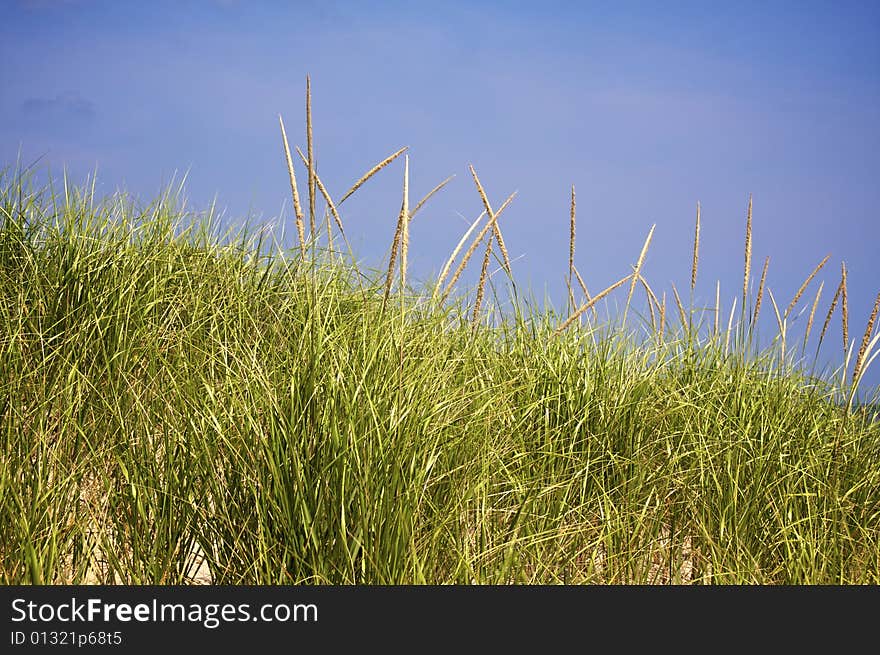 Grassy dune