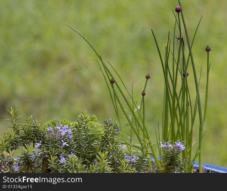 Rosemary and Chives