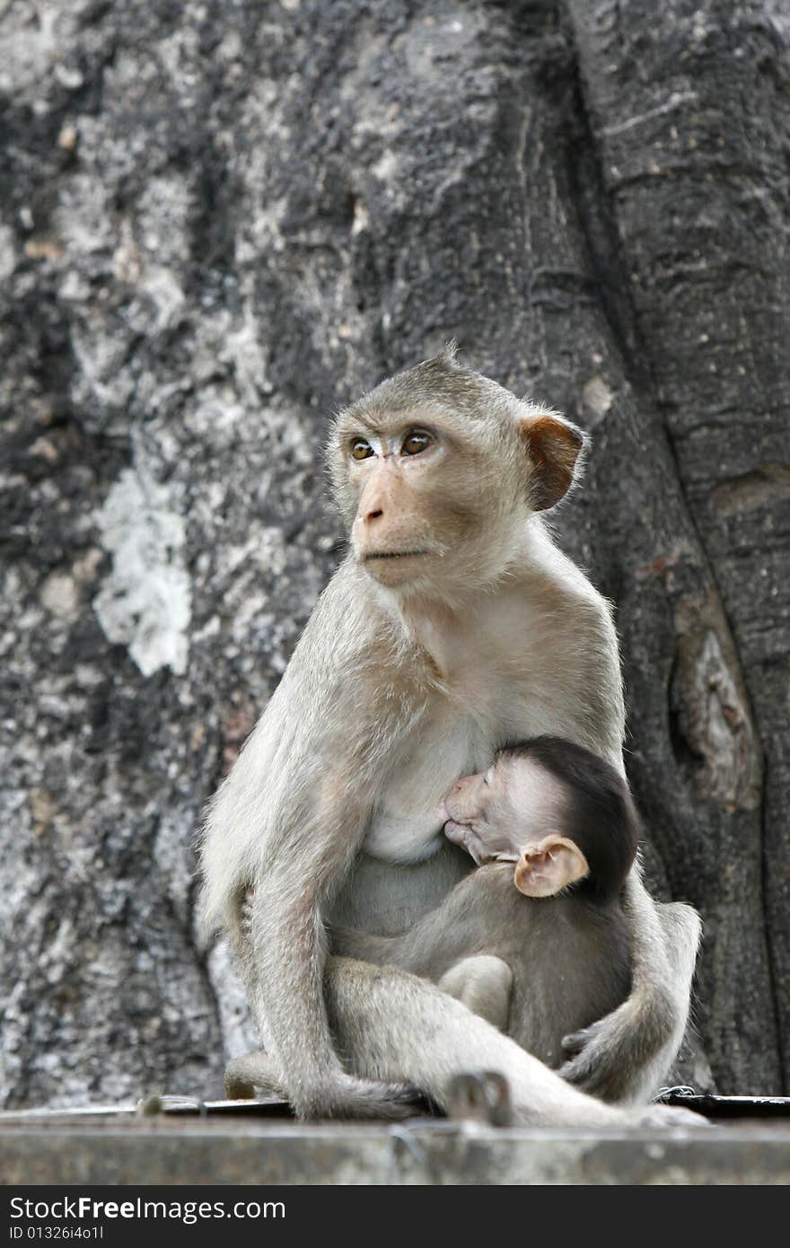 Monkeys familly in a historical park at Asia. Monkeys familly in a historical park at Asia