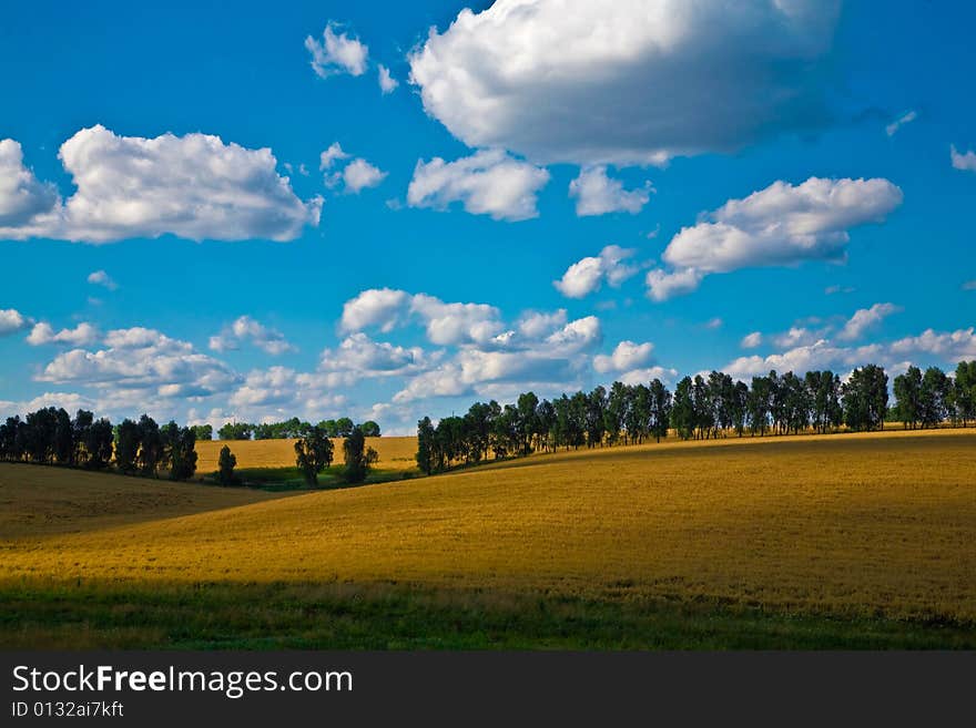 Landscape of a field of wheat under the blue sky. Landscape of a field of wheat under the blue sky