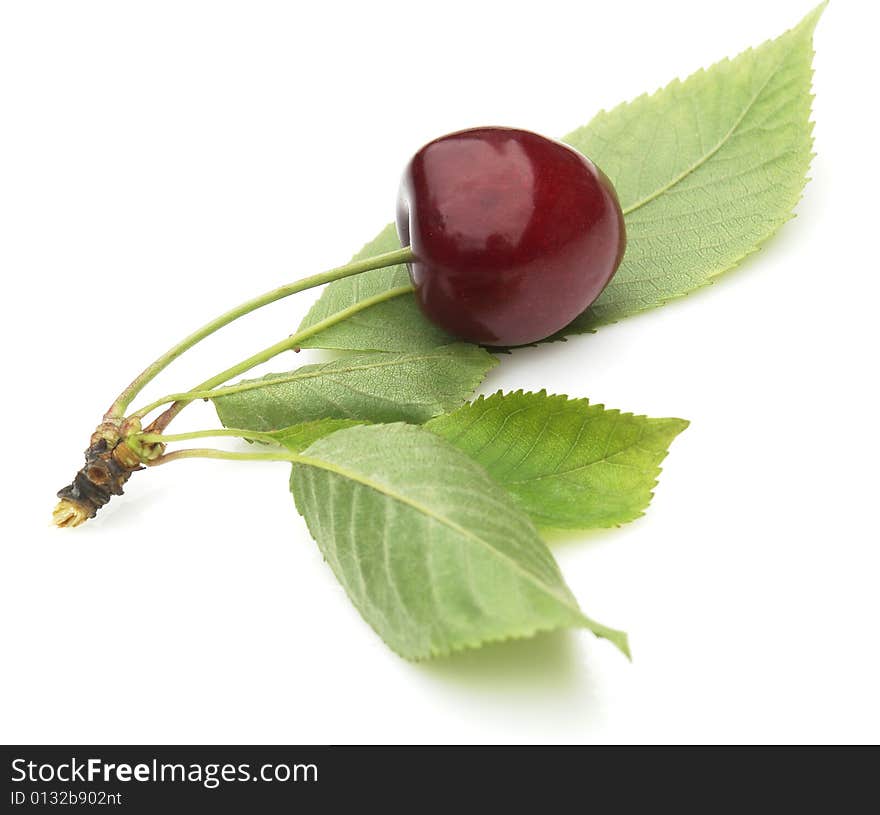 Claret cherry on the white background. Claret cherry on the white background