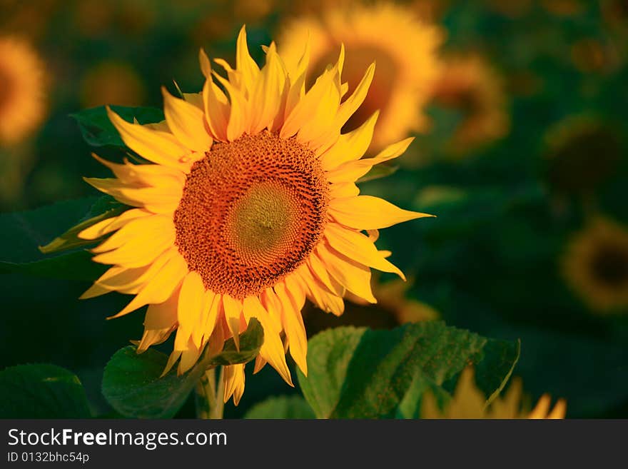 Yellow sunflowers