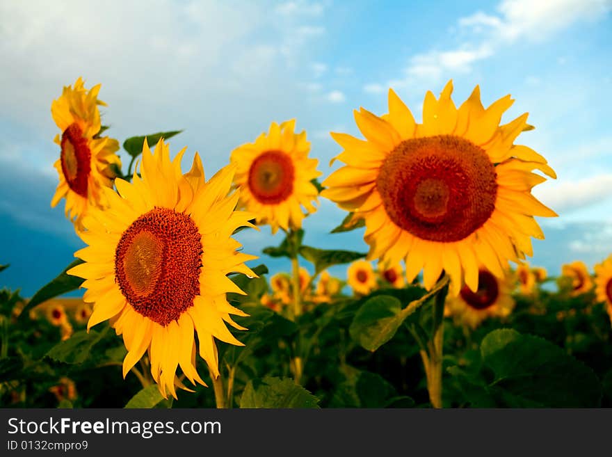 Bright Sunflowers