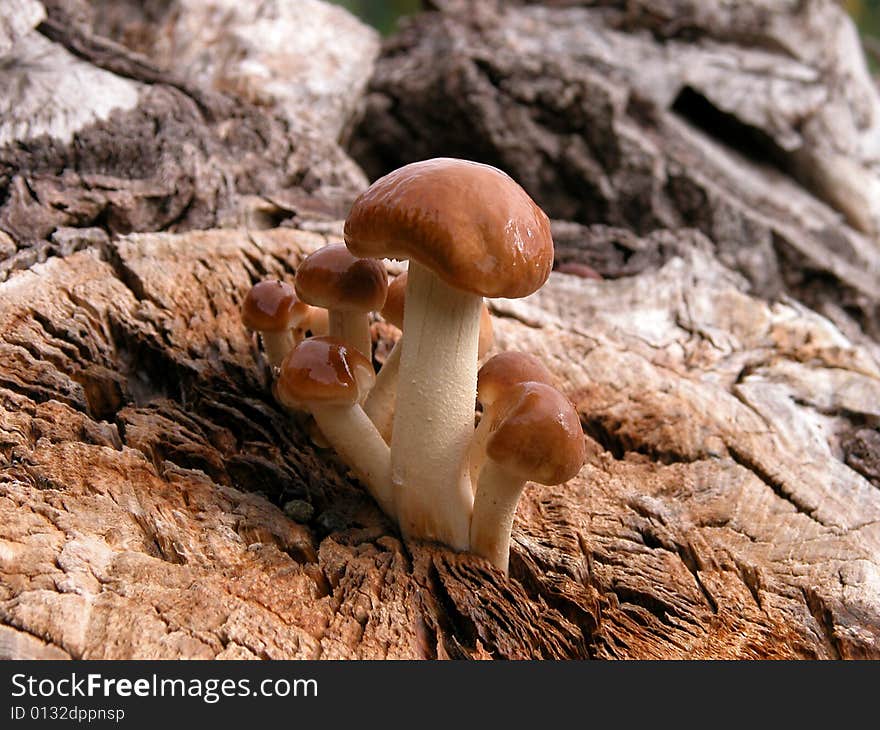 Some mushroom on the log in forest. Some mushroom on the log in forest