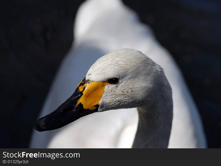 In the zoom, take the picture for swan.